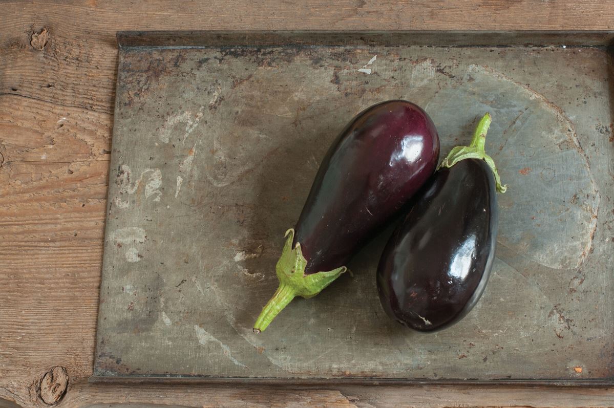 Galine – Eggplant Seed